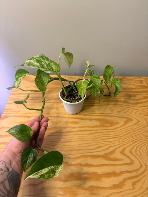181. Epipremnum Marble Queen