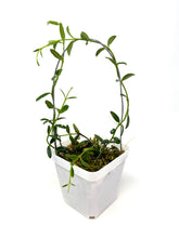 Load image into Gallery viewer, Hoya Engleriana