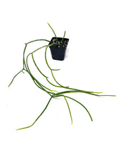 Load image into Gallery viewer, Rhipsalis Baccifera (Ships within Canada only)