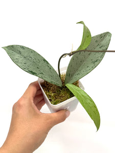 Hoya Pubicalyx Pink Silver Ghost A