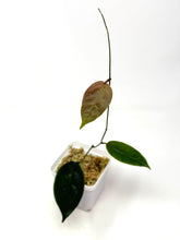 Load image into Gallery viewer, Hoya Piestolepis