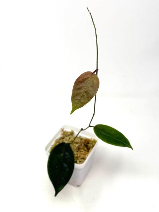 Hoya Piestolepis
