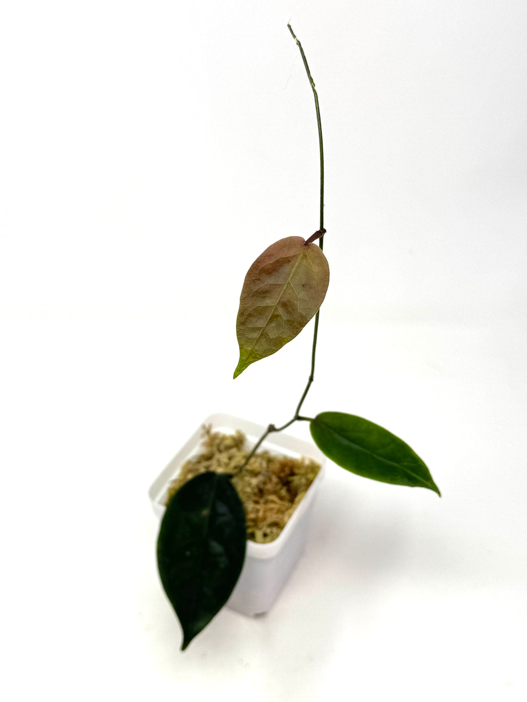 Hoya Piestolepis