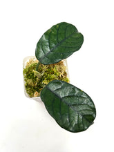 Load image into Gallery viewer, Hoya Villosa