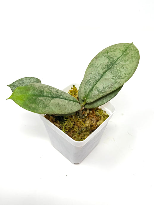 Hoya Mitrata Silver A