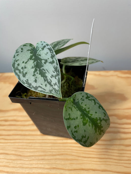161. Scindapsus Silver Lady