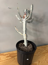 Load image into Gallery viewer, 183. Euphorbia Lactea ‘Ghost’ - (Ships within Canada only)