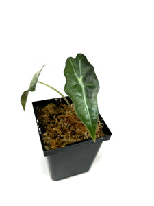 Alocasia Amazonica Variegated E