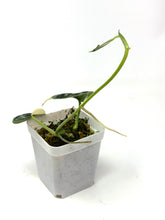 Load image into Gallery viewer, Scindapsus Mayari Variegated C