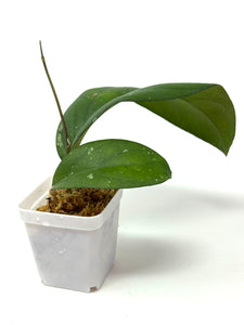 Hoya cv. Lea
