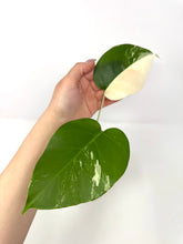 Load image into Gallery viewer, Monstera Deliciosa Albo Variegated B