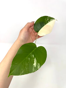 Monstera Deliciosa Albo Variegated B
