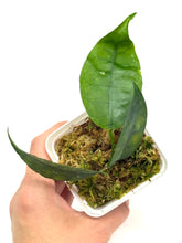 Load image into Gallery viewer, Hoya Ignorata