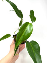 Load image into Gallery viewer, Philodendron Burle Marx Flame B