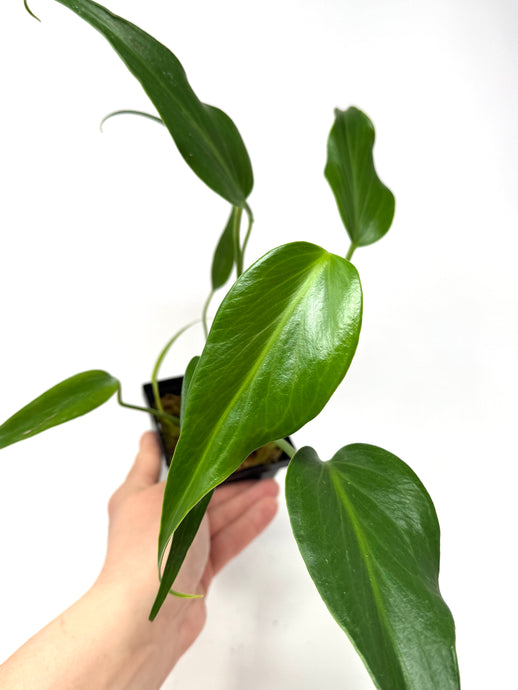 Philodendron Burle Marx Flame B