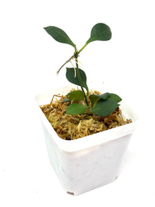 Hoya Carmelae