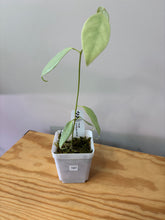 Load image into Gallery viewer, 141. Hoya Coriacea Silver