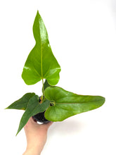 Load image into Gallery viewer, Anthurium Corong x Villenaorum