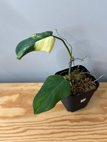 89. Philodendron Bipennifolium Variegated ‘Violin’