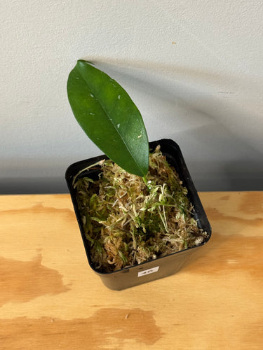 46. Hoya Cystiantha Splash