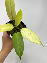 Load image into Gallery viewer, Philodendron Whipple Way C