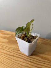 Load image into Gallery viewer, 96. Philodendron Glorious