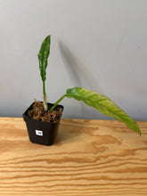 Load image into Gallery viewer, 98. Philodendron Ring of Fire