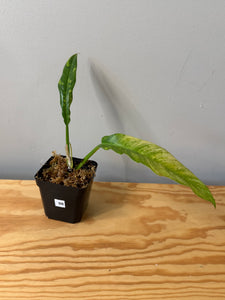 98. Philodendron Ring of Fire