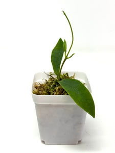 Hoya Darwinii Pink