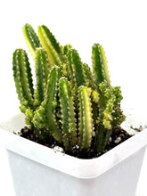 Load image into Gallery viewer, Acanthocereus Tetragonus ‘Fairy Castle Cactus’ Variegated (Ships within Canada only)