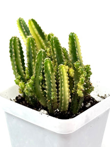 Acanthocereus Tetragonus ‘Fairy Castle Cactus’ Variegated (Ships within Canada only)