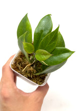 Load image into Gallery viewer, Hoya Sunrise