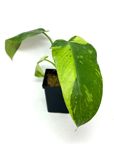 Philodendron Jose Buono