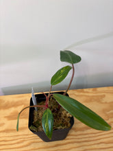 Load image into Gallery viewer, 121. Philodendron Strawberry Shake