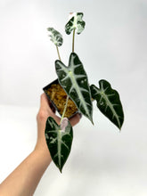 Load image into Gallery viewer, Alocasia Bambino Pink Variegated C