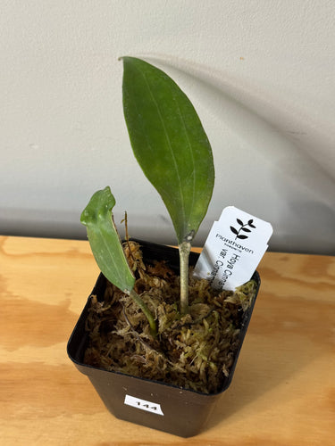 144. Hoya Cinnamomifolia var. Cinnamomifolia