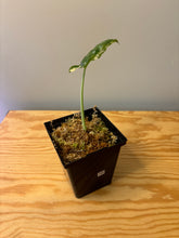 Load image into Gallery viewer, 194. Alocasia Okinawa Silver