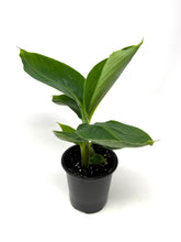 Load image into Gallery viewer, Musa Dwarf Cavendish ‘Banana Tree’