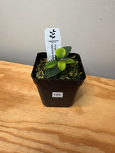 Load image into Gallery viewer, 165. Hoya Mathilde Splash