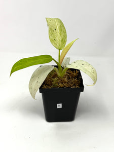 Philodendron Whipple Way B