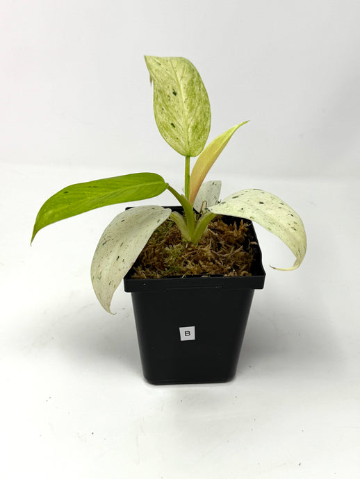 Philodendron Whipple Way B