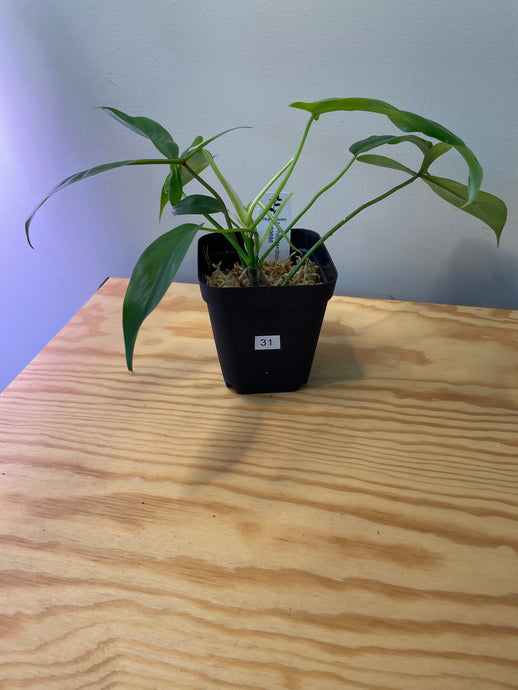 31. Philodendron 69686