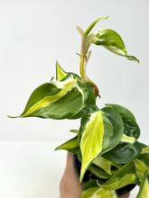 Load image into Gallery viewer, Philodendron Hederaceum ‘Cream Splash’