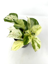 Load image into Gallery viewer, Epipremnum Aureum &#39;Manjula&#39;
