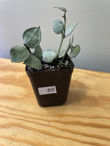 85. Lacunosa Super Silver