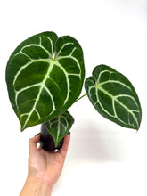 Load image into Gallery viewer, Anthurium Dorayaki