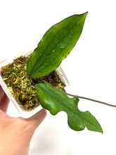 Load image into Gallery viewer, Hoya Erythrina