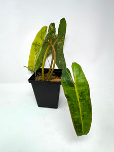 Philodendron Billietiae Variegated B