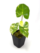 Load image into Gallery viewer, Philodendron Burle Marx Variegated