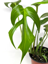 Load image into Gallery viewer, Monstera Burle Marx Flame (large size)